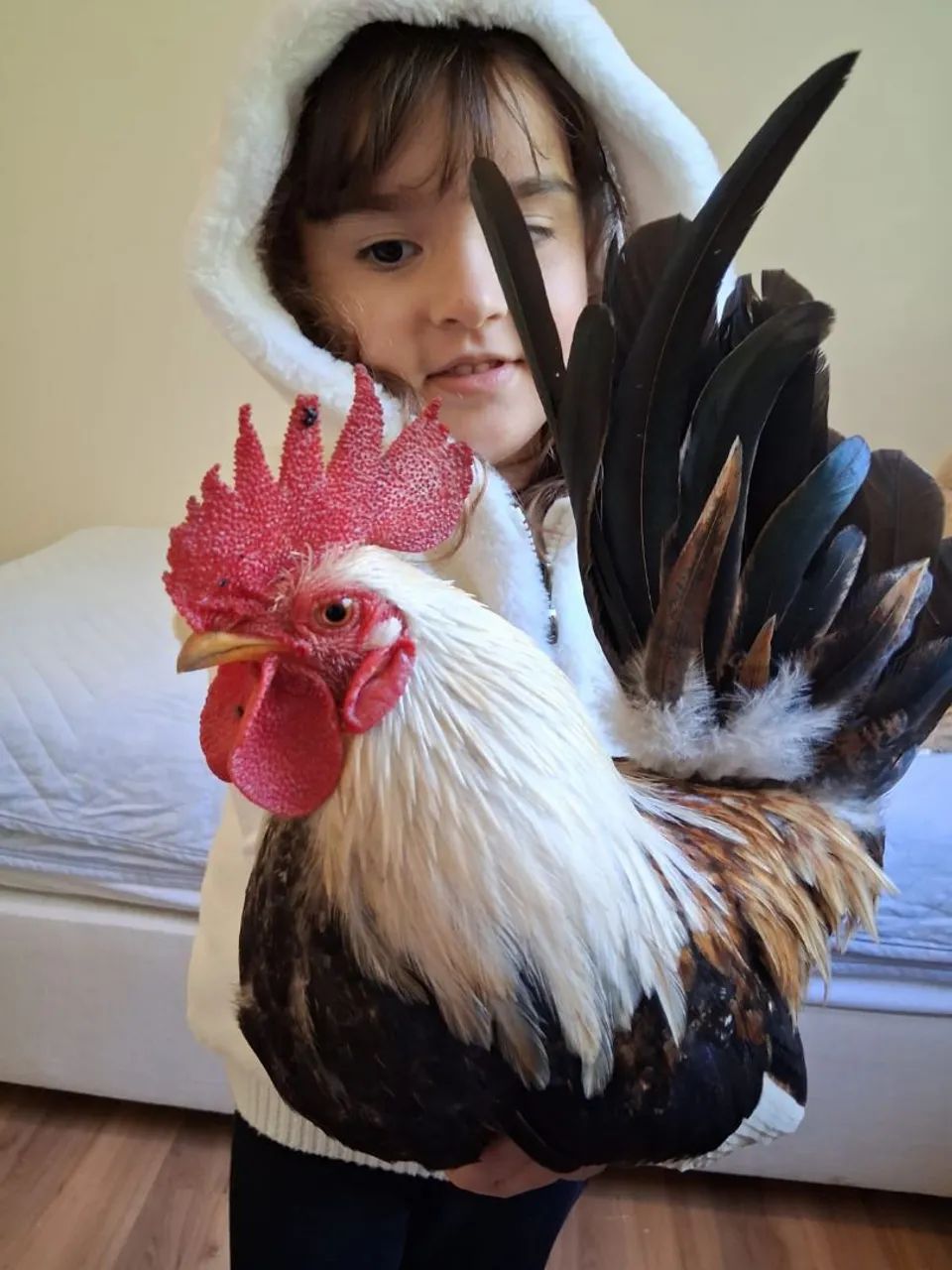 Galos Garnizé Nagazaki - Foto 3
