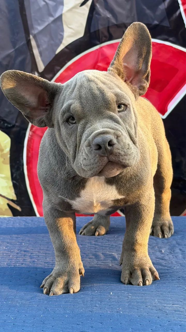 American Bully Micro Exótico  - Foto 3