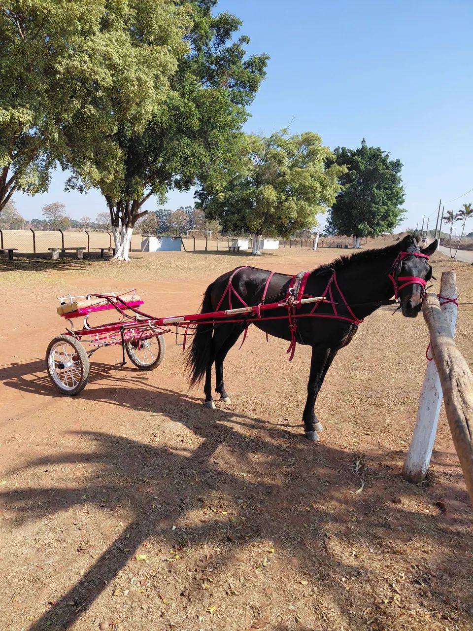 Cavalo engatado - Foto 2