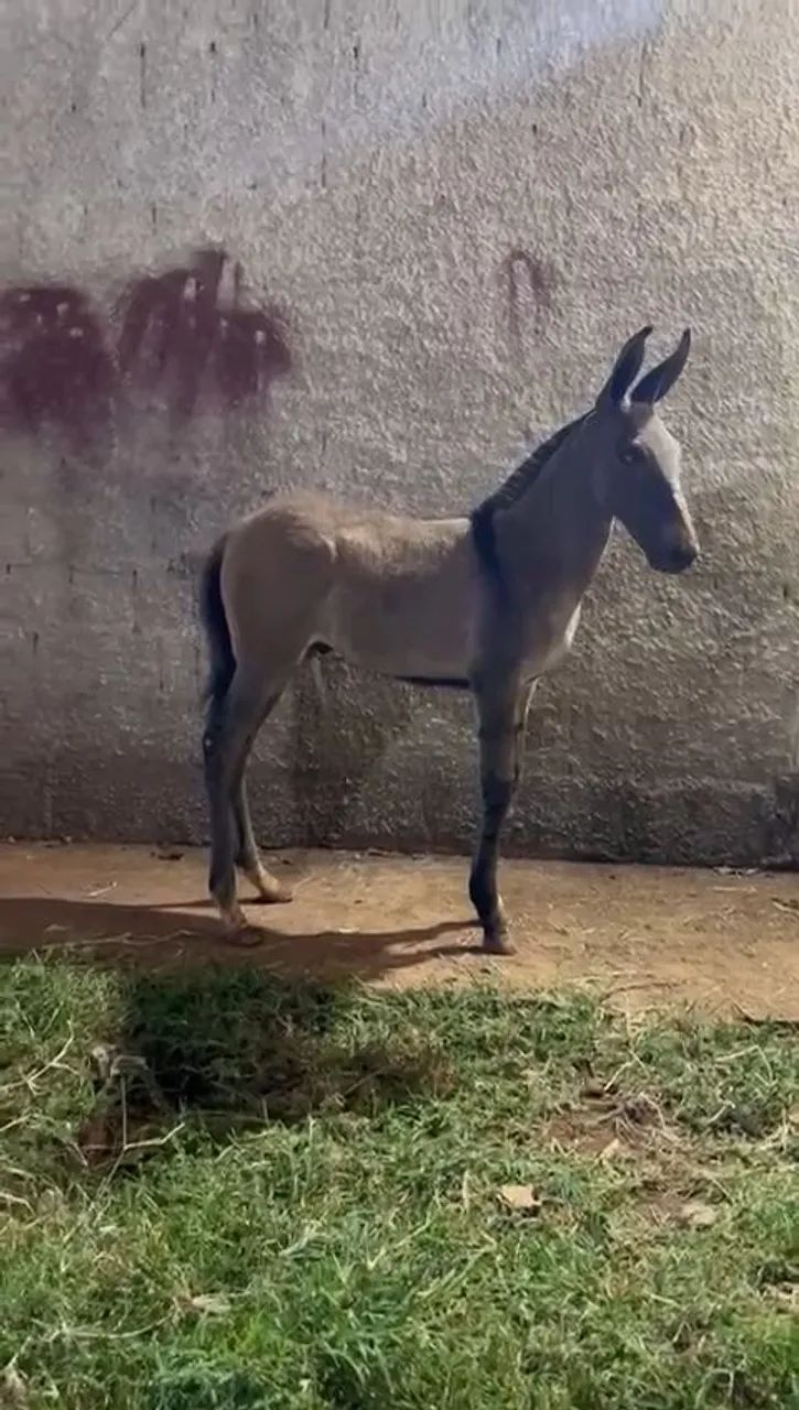 Lindo burro filho do famoso e extraordinário jumento morro vermelho,  animal impecável.   - Foto 5