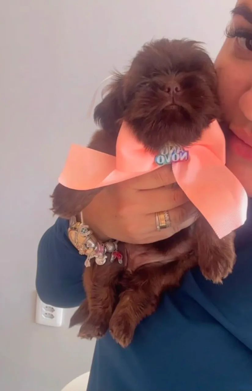 Shih tzu  - Foto 3