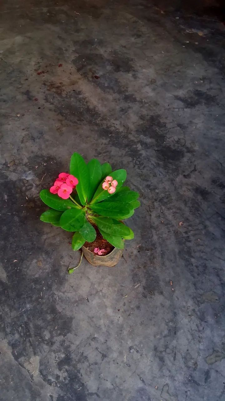Coroa de Cristo cor de rosa  - Foto 4