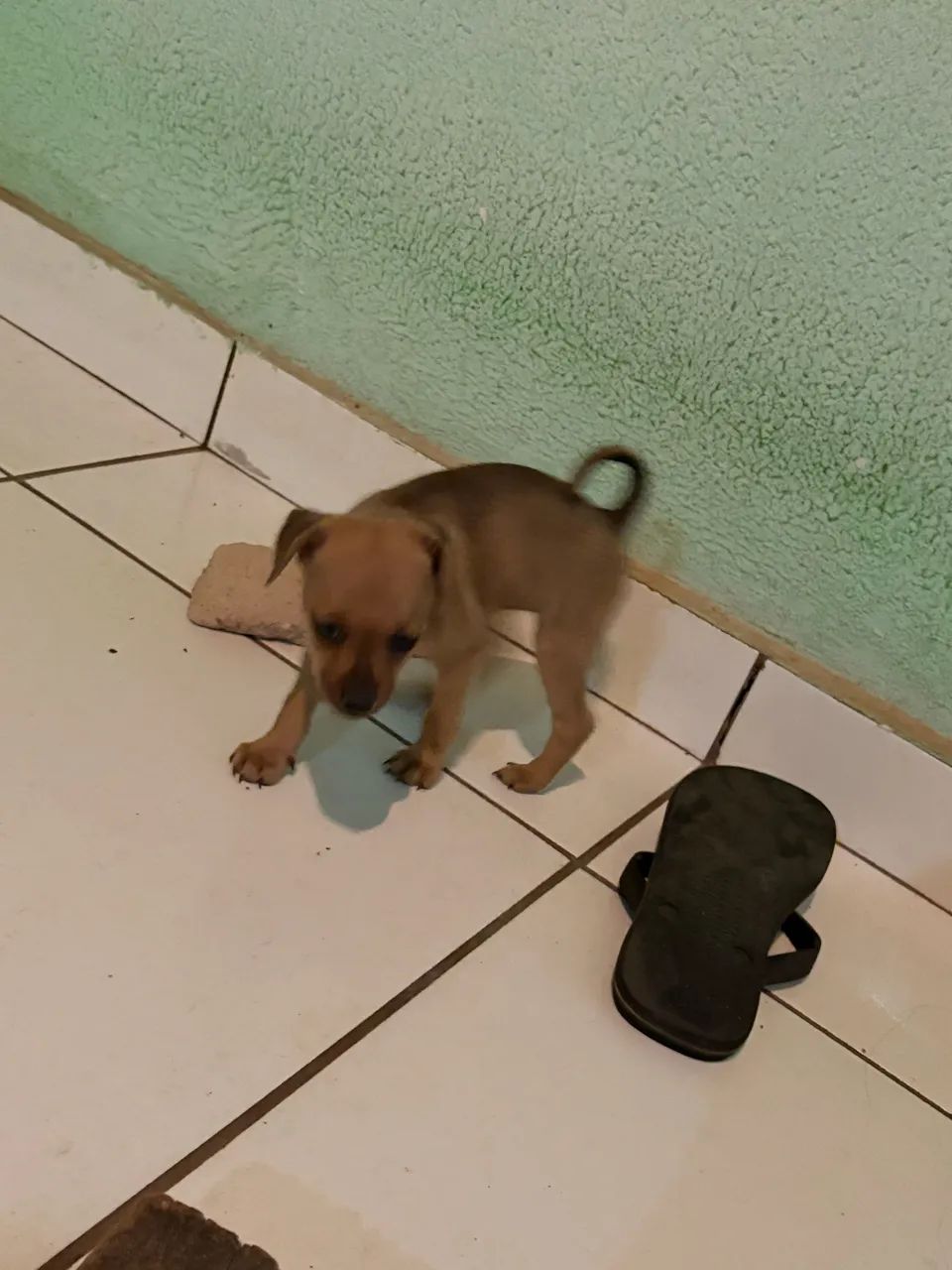 Vende pinscher macho - Foto 2