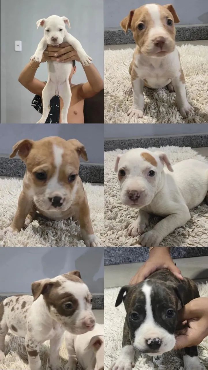 Cachorro - Foto 3