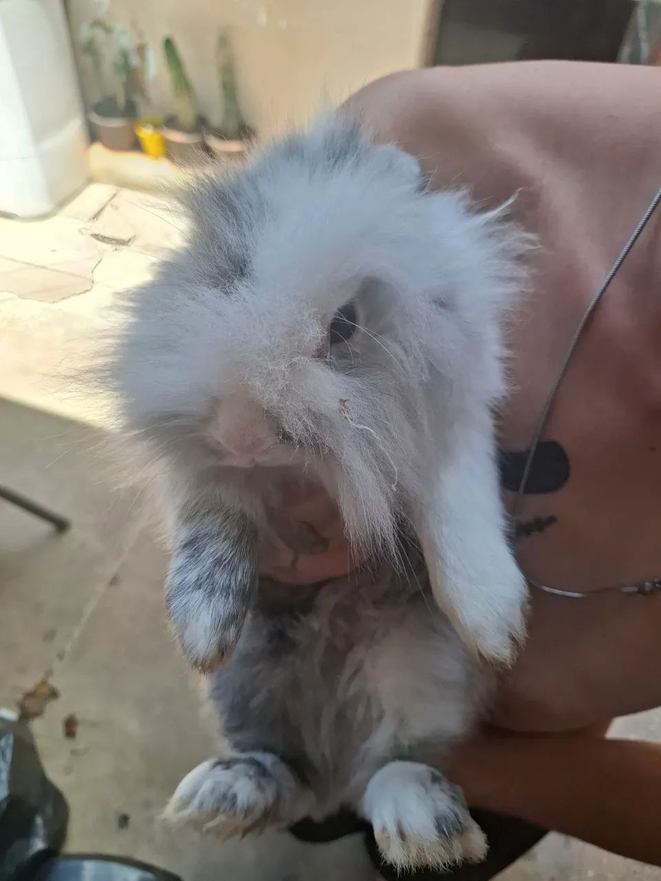 Vendo Coelho Lionhead - Foto 2