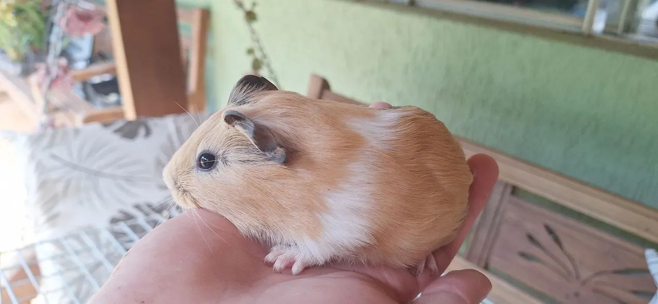 Porquinho da india femia filhote - Foto 6