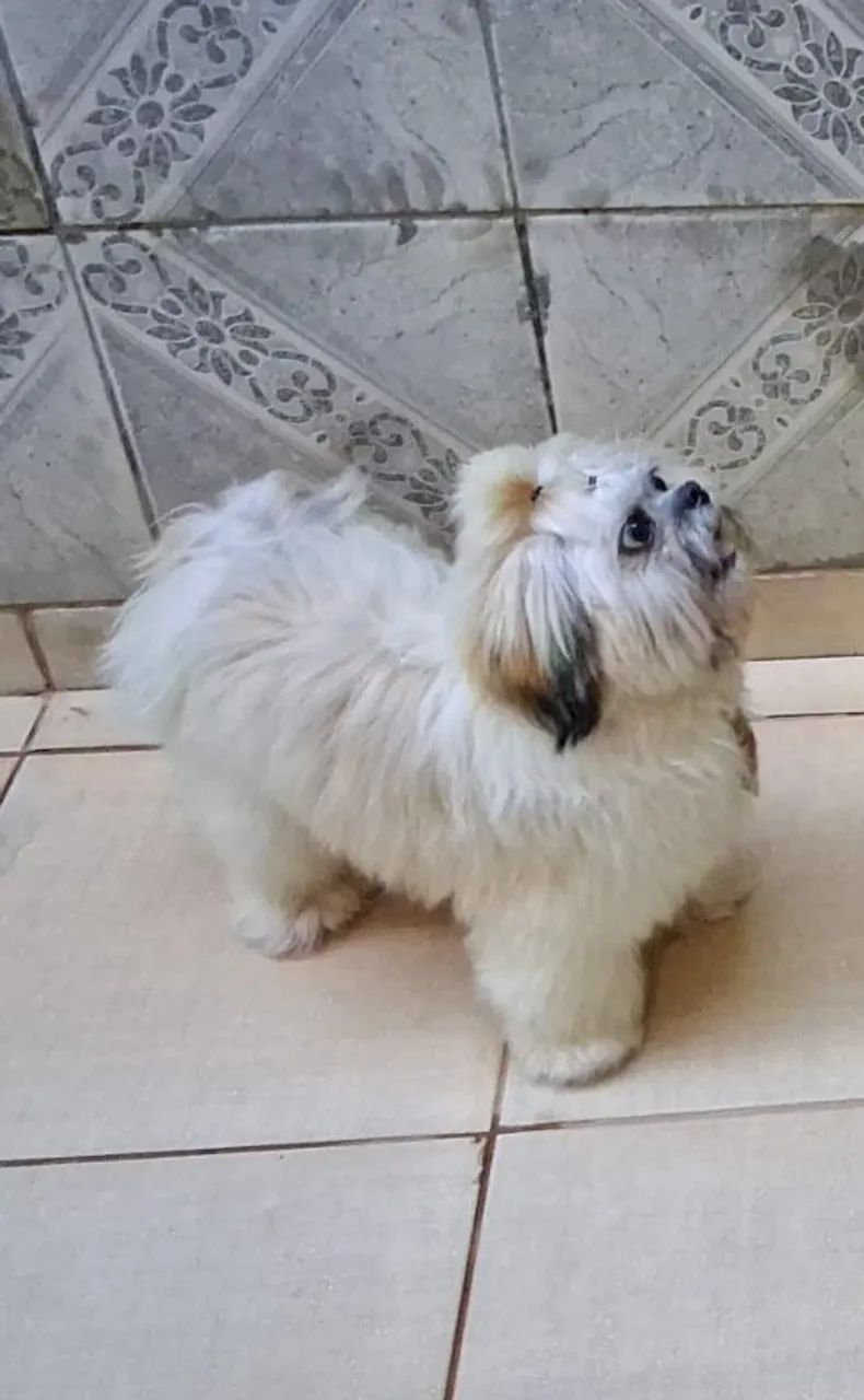 Shihtzu macho