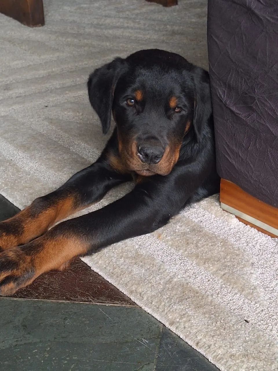  Cachorro 
