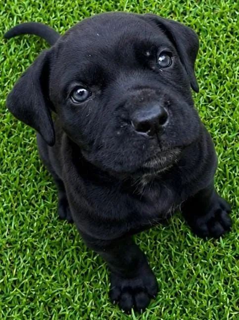 Cane corso  - Foto 4