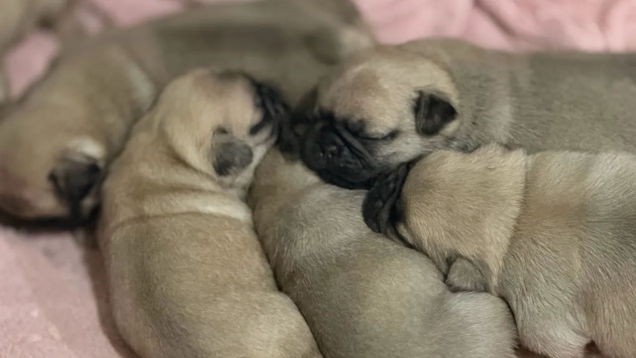 Filhotes de pug