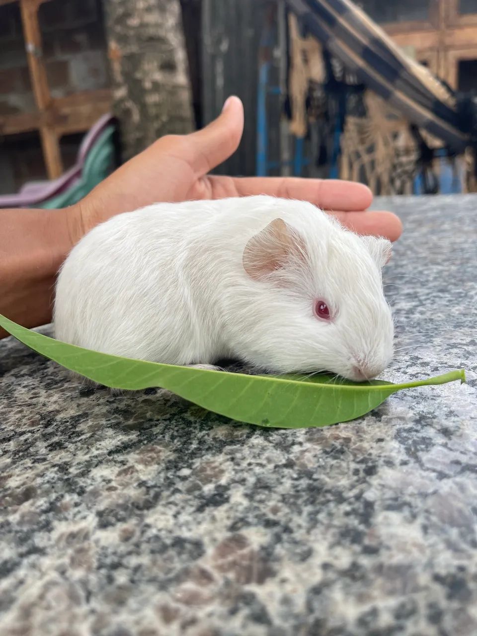 Porquinho da índia shelte fêmea  - Foto 4