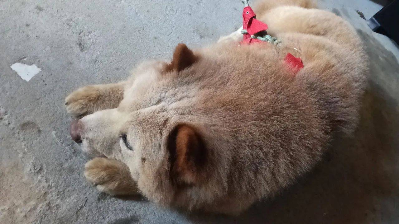 Chow chow