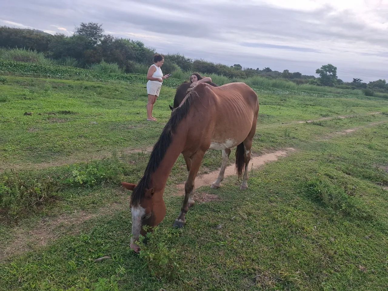 Vendo egua barato  - Foto 2