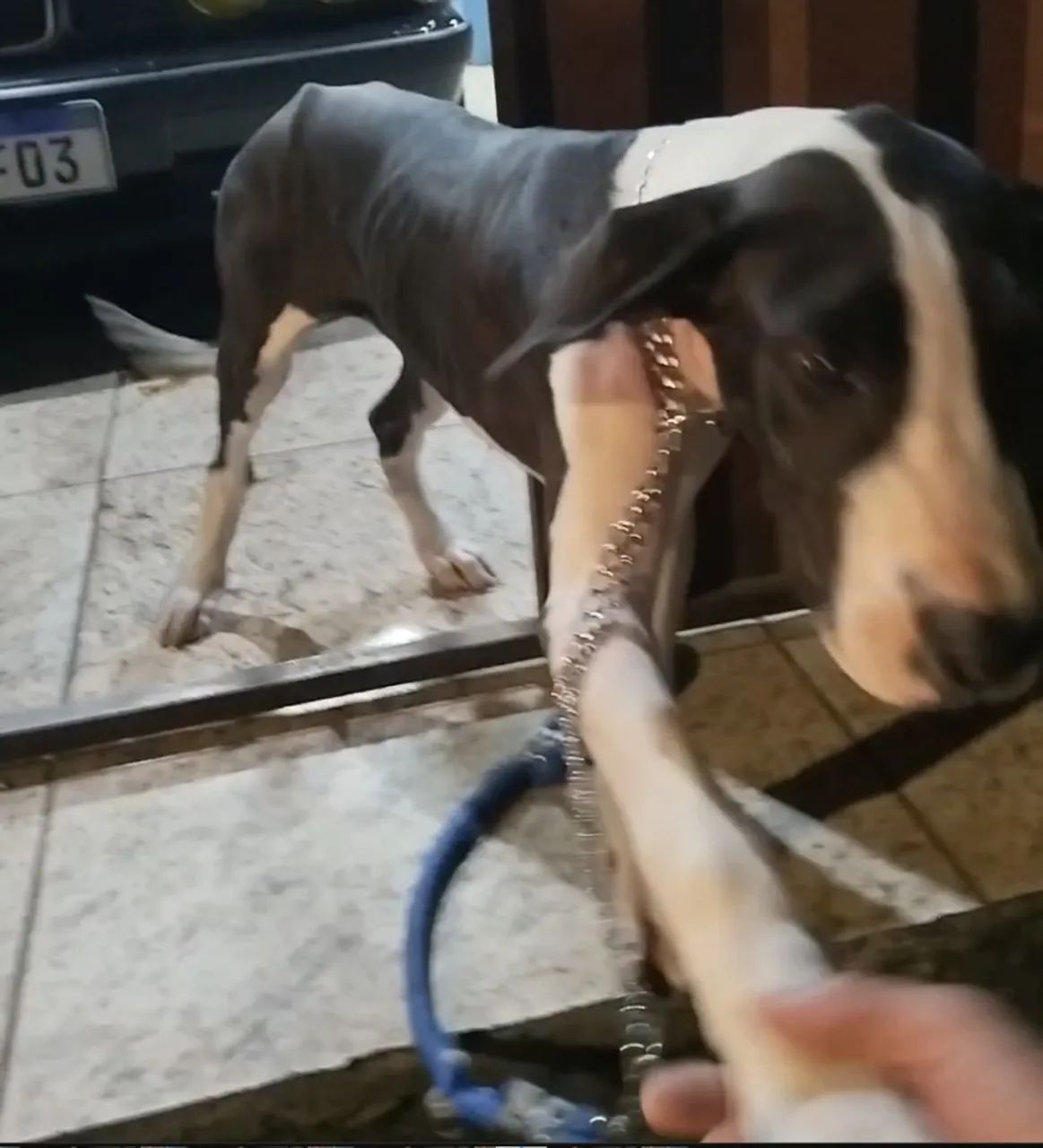 Filhote de Dog alemão  - Foto 5