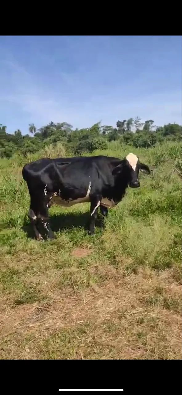 Vendo vaca 