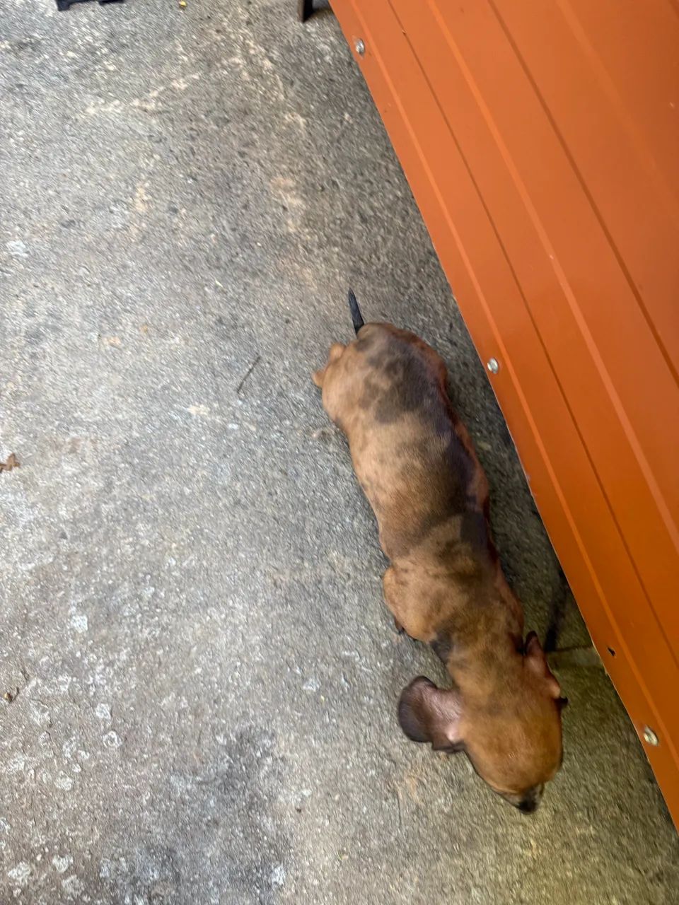 Cachorro - Foto 2