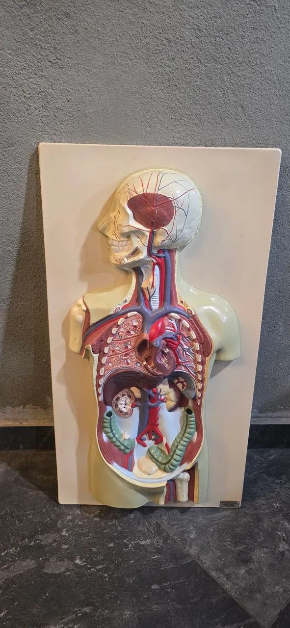 Modelo anatômico 