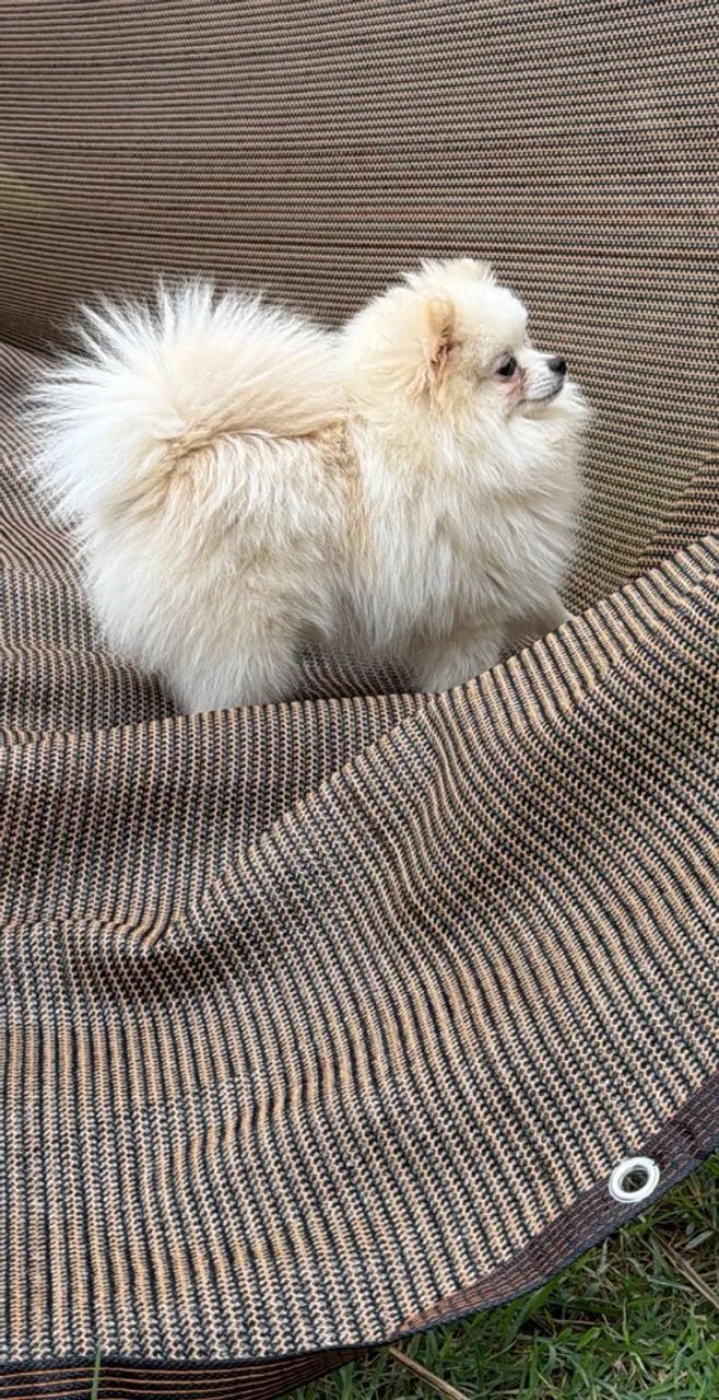 Spitz alemão 