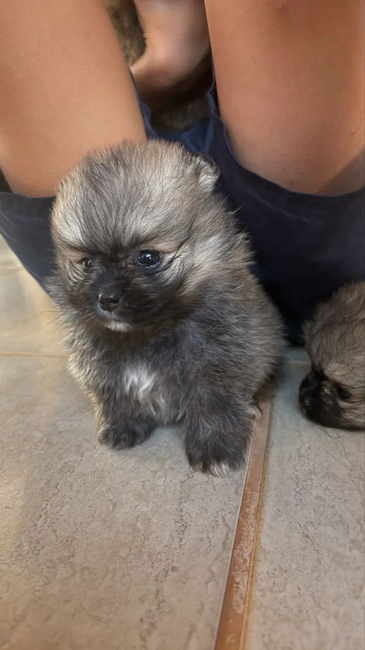 Filhote Lulu da Pomerania, Sptiz Alemão Anão  - Foto 2