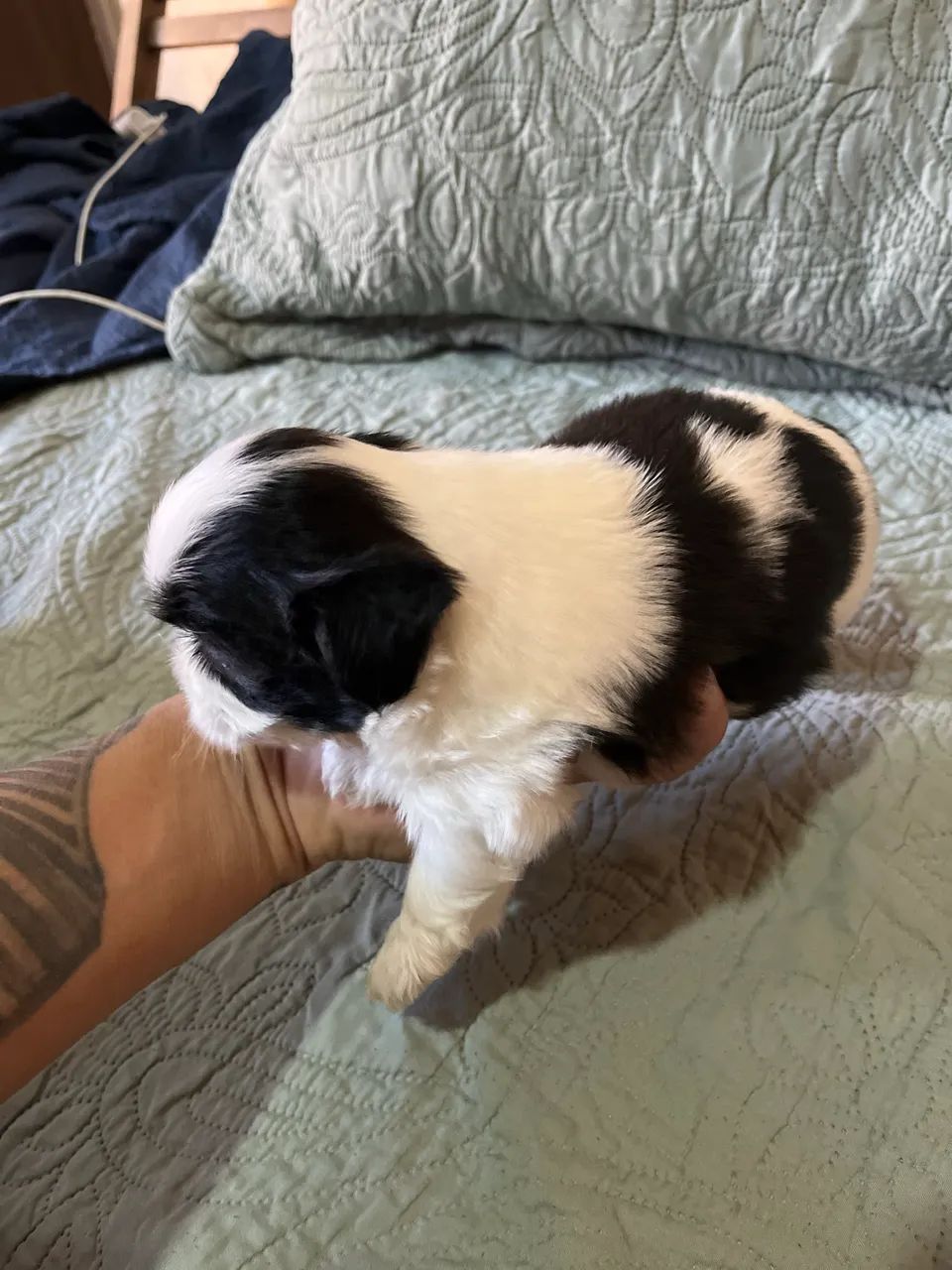 Shih Tzu - Foto 3