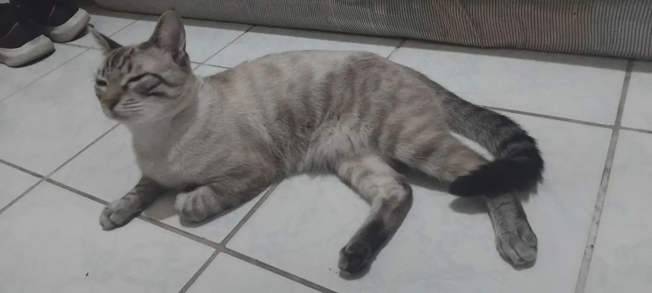 Doando Gato Siamês - Foto 3