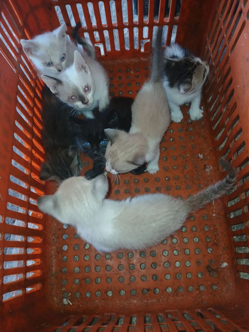Doando gatinhos