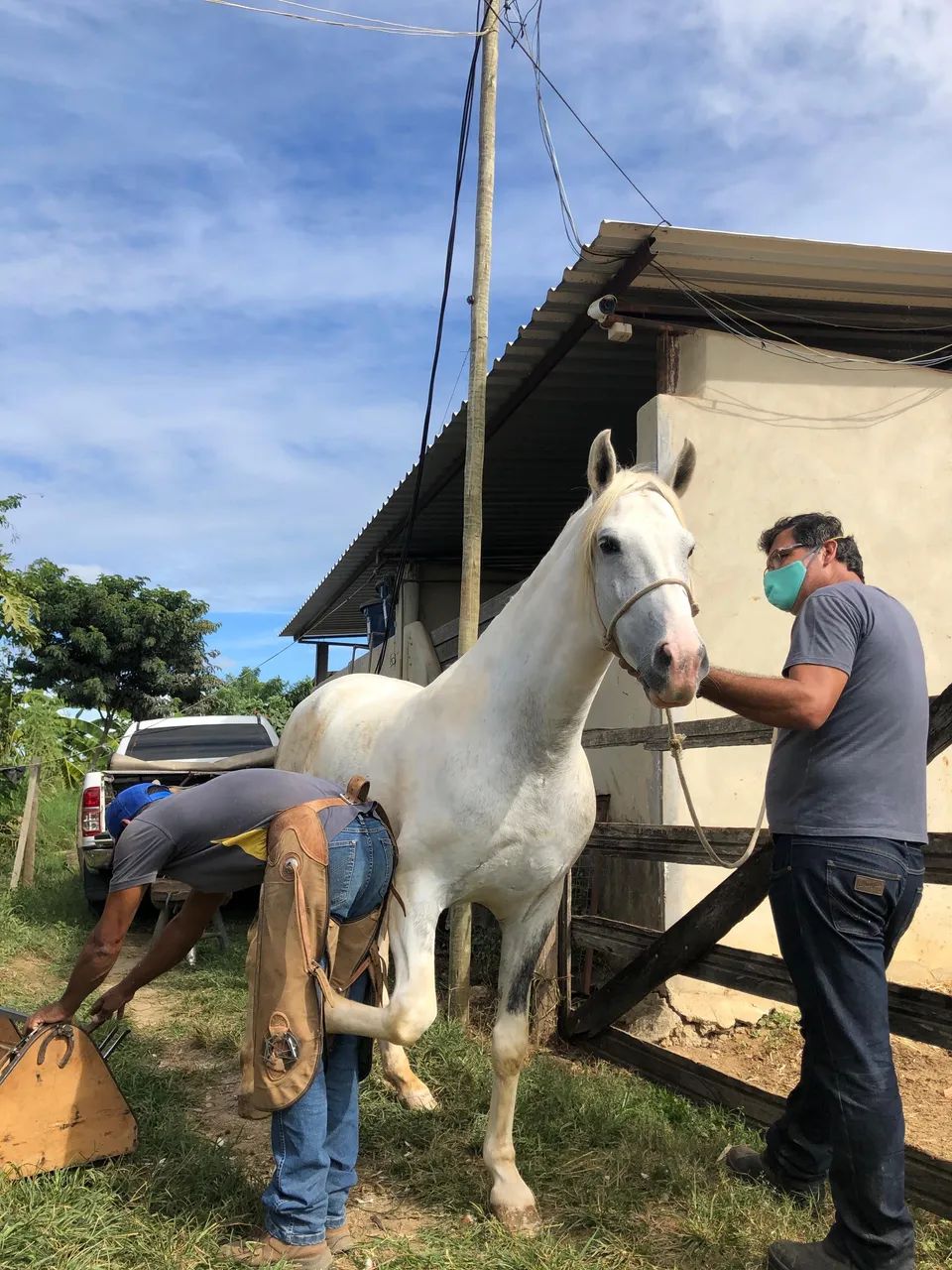 CAVALO MANGALARGA  - Foto 5
