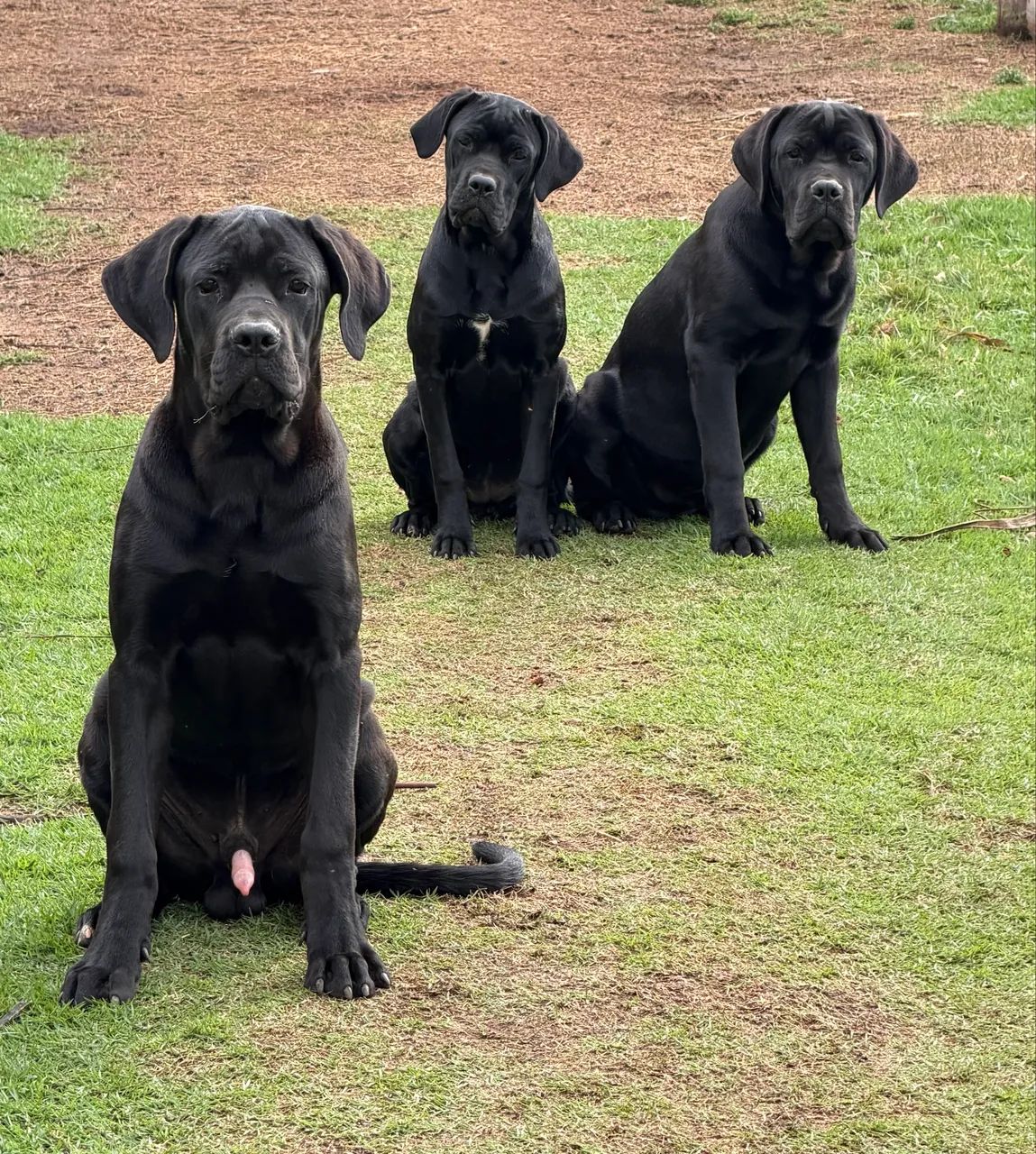 Cane Corso 7 meses
