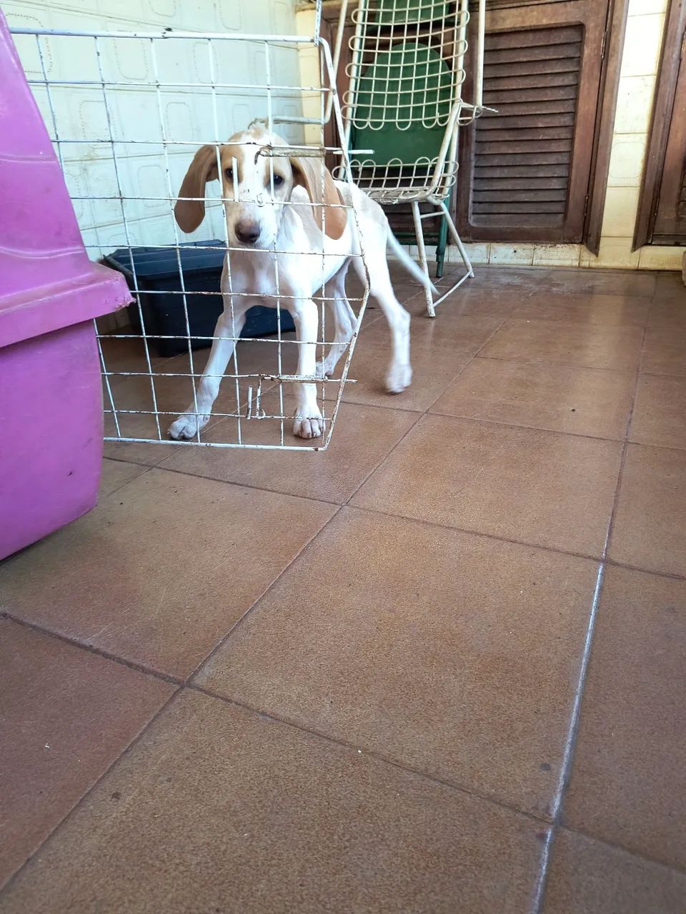 Fox Hound Americano  - Foto 4