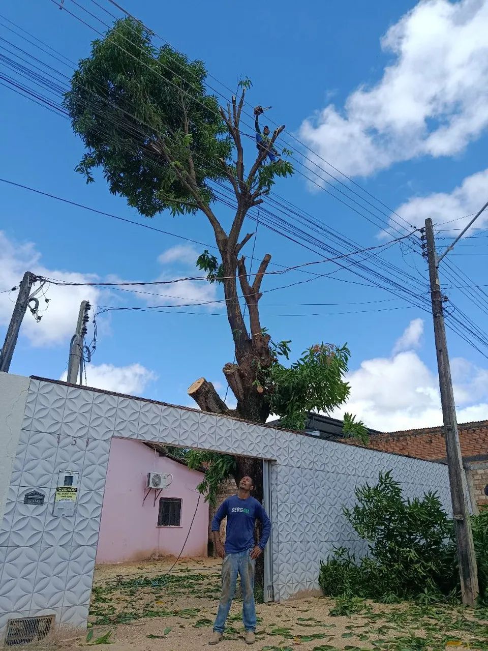Corte e poda de árvore  - Foto 5