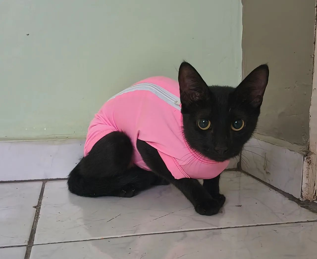 Gatinha para adoção  - Foto 3