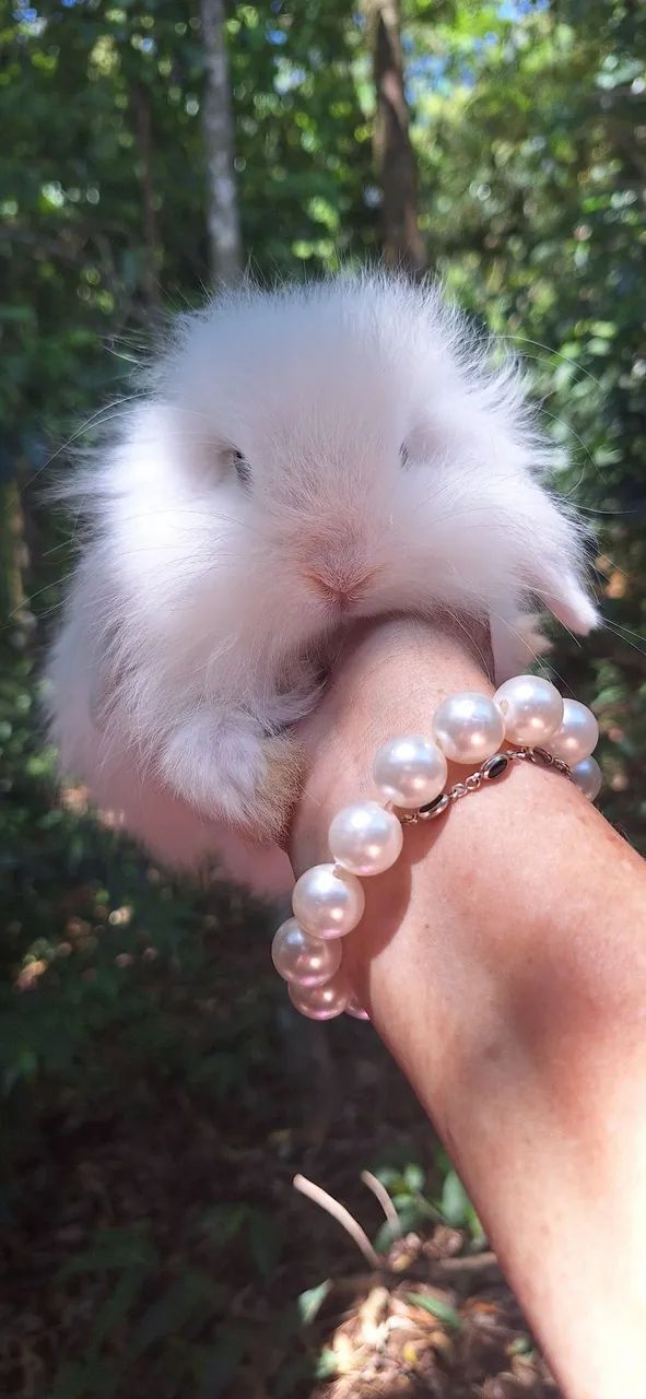 Lindos mini coelhos fuzzy lop - Foto 6