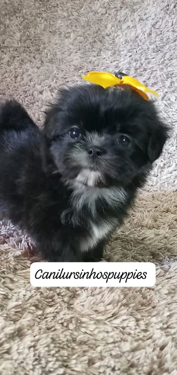 lhasa apso lindos bebes disponíveis entrega mediata  - Foto 5