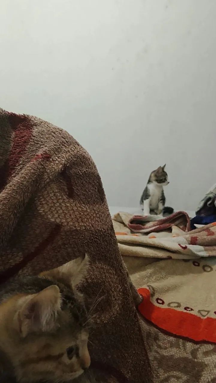  Doação Gato - Foto 6