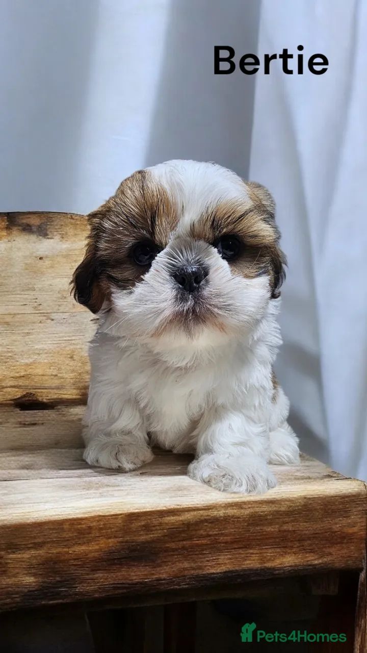 Filhotinhos shih tzu/shitzu dócil e temperamento saudável ativo único