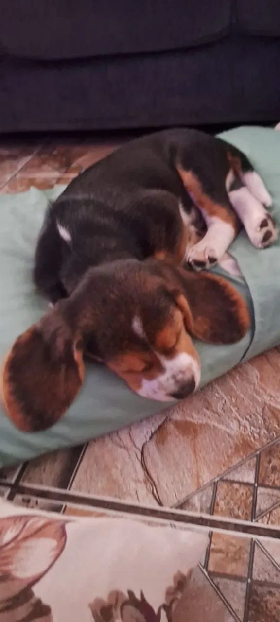Vendo Beagle  - Foto 2