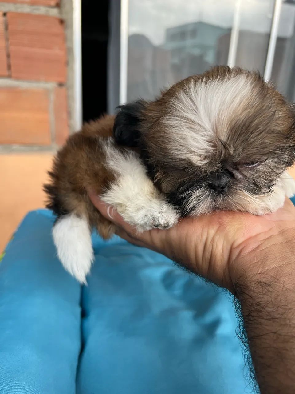 Shih tzu - Foto 5