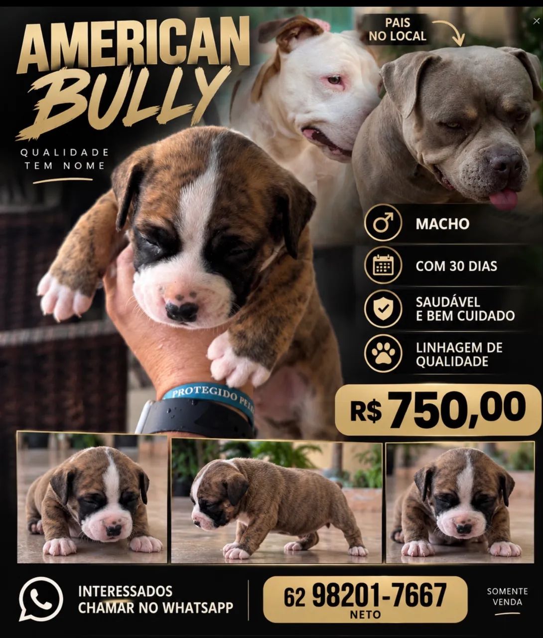 American bully  - Foto 2