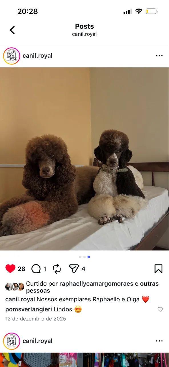 Poodle Standard/Gigante  - Foto 5