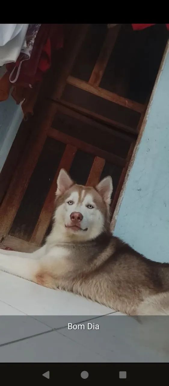 Cachorro Husky Siberiano  - Foto 2