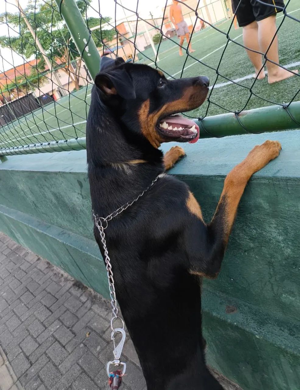 Doação de cachorro.
