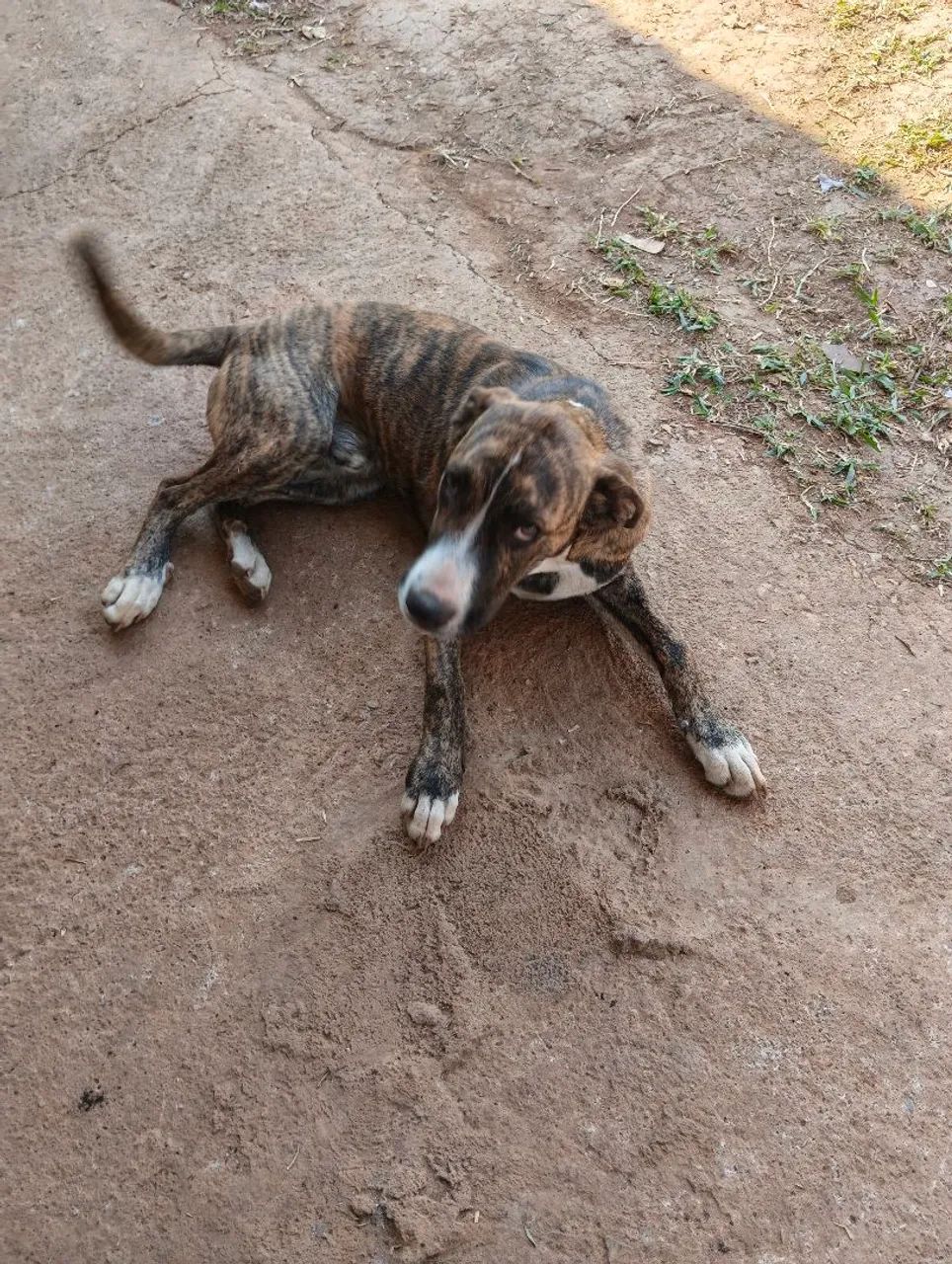 Doação de cachorro  - Foto 3