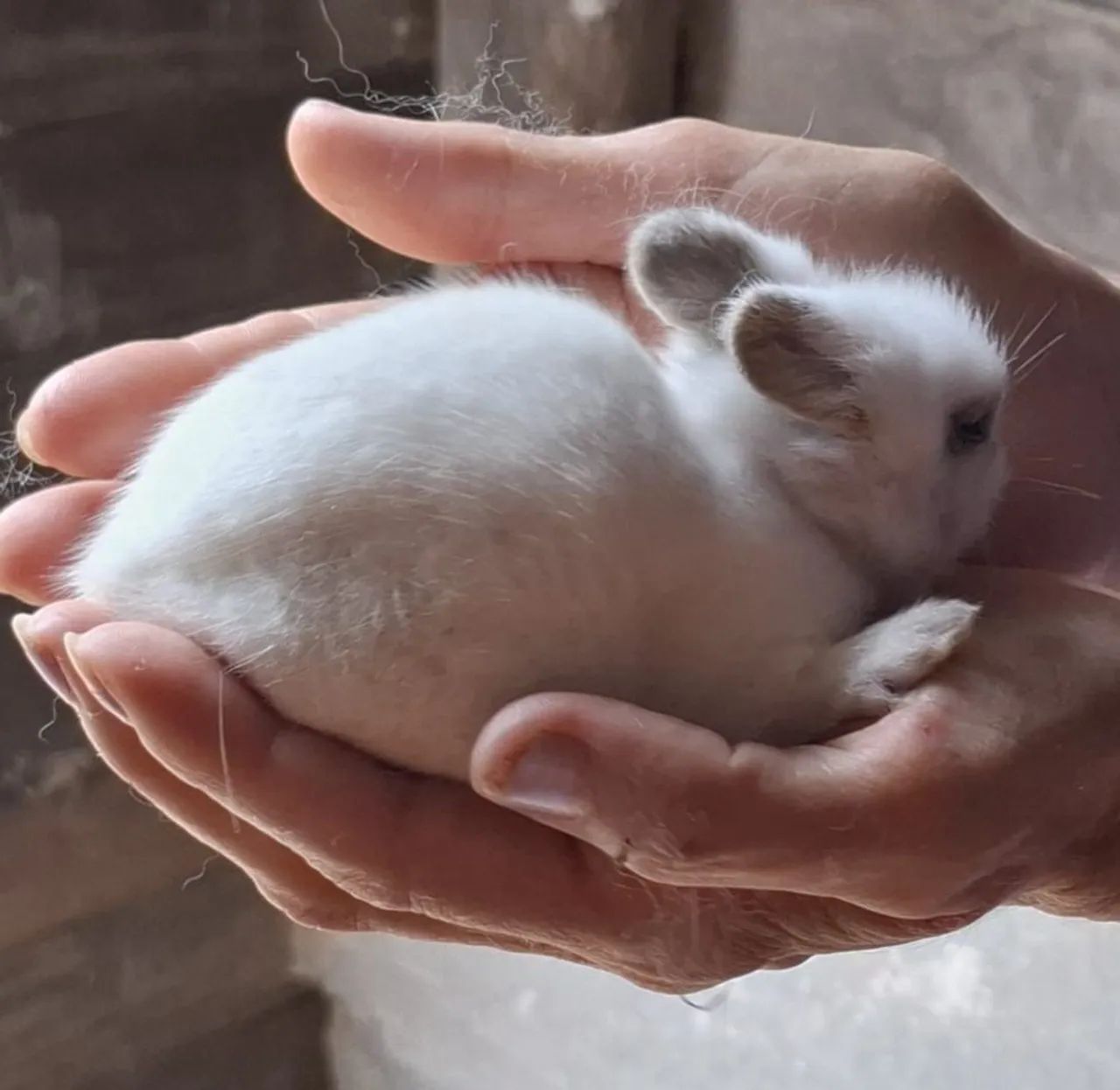 Coelhinhos Lindos (mini) - Foto 5