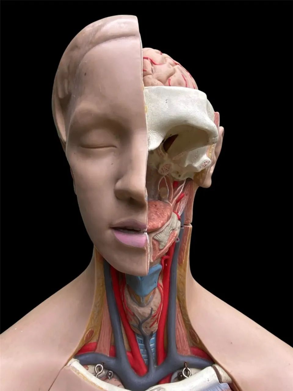 Torso Humano Anatômico De 85 Cm Em 11 Partes - Foto 3