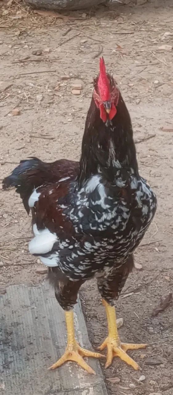Frango GSB Exemplar de boa Genética com  105 dias de nascido  R$ 200,00