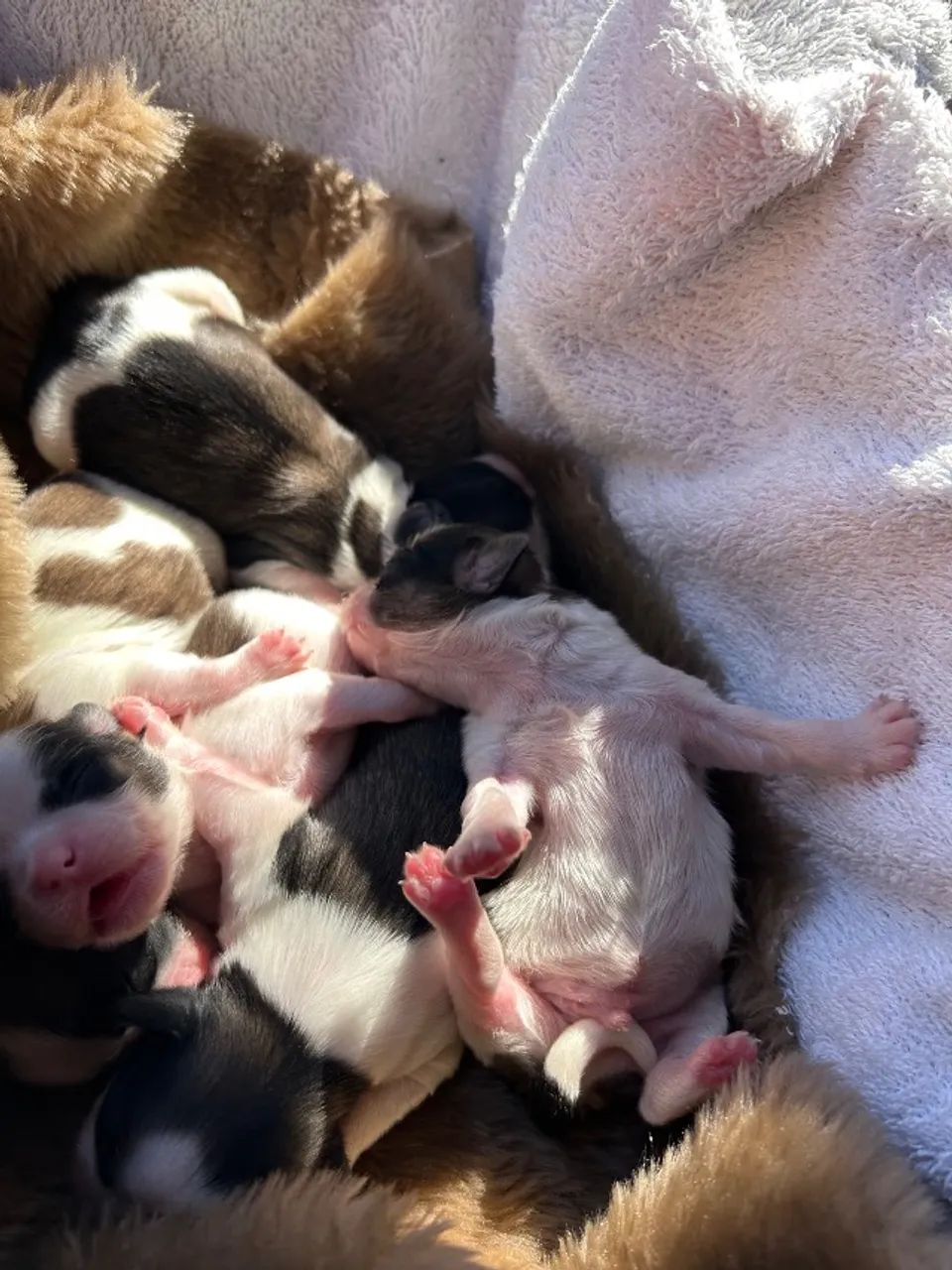 Filhotes shihtzu  - Foto 3