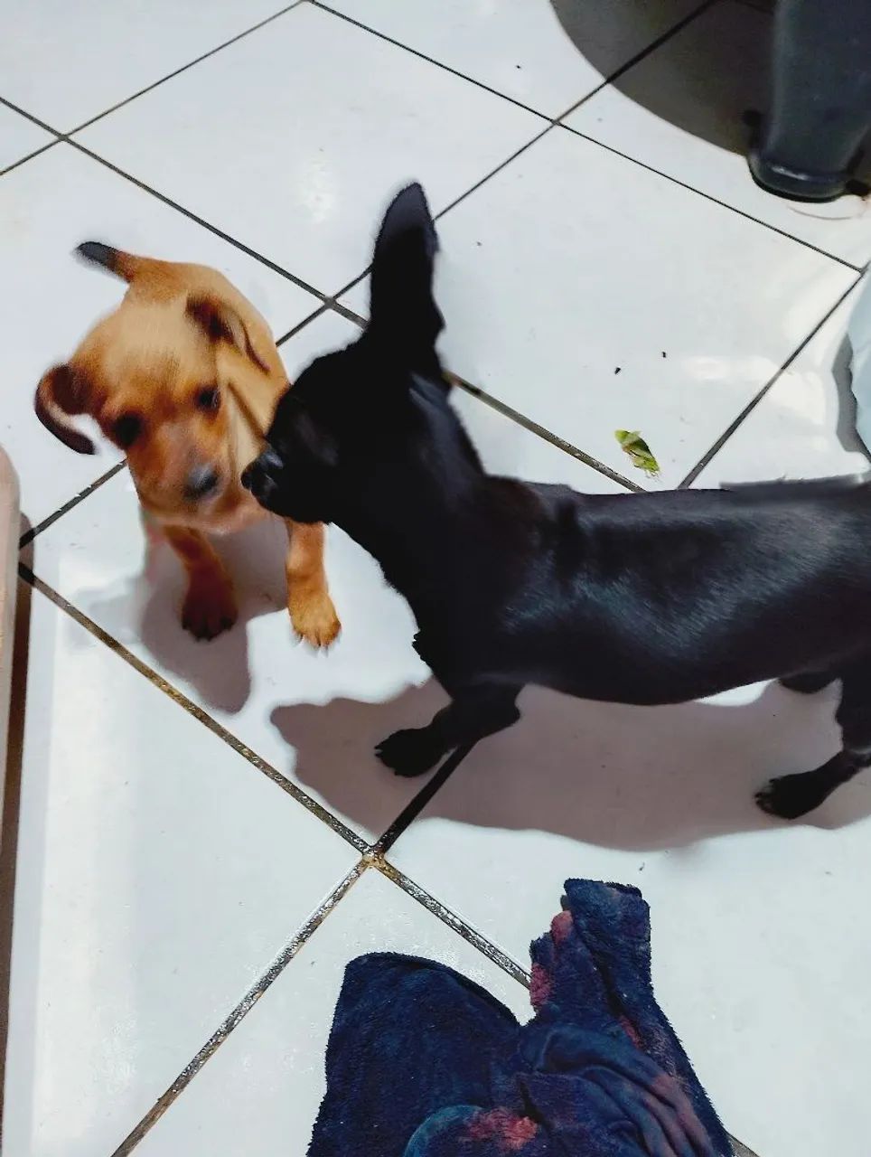 Cachorro - Foto 3