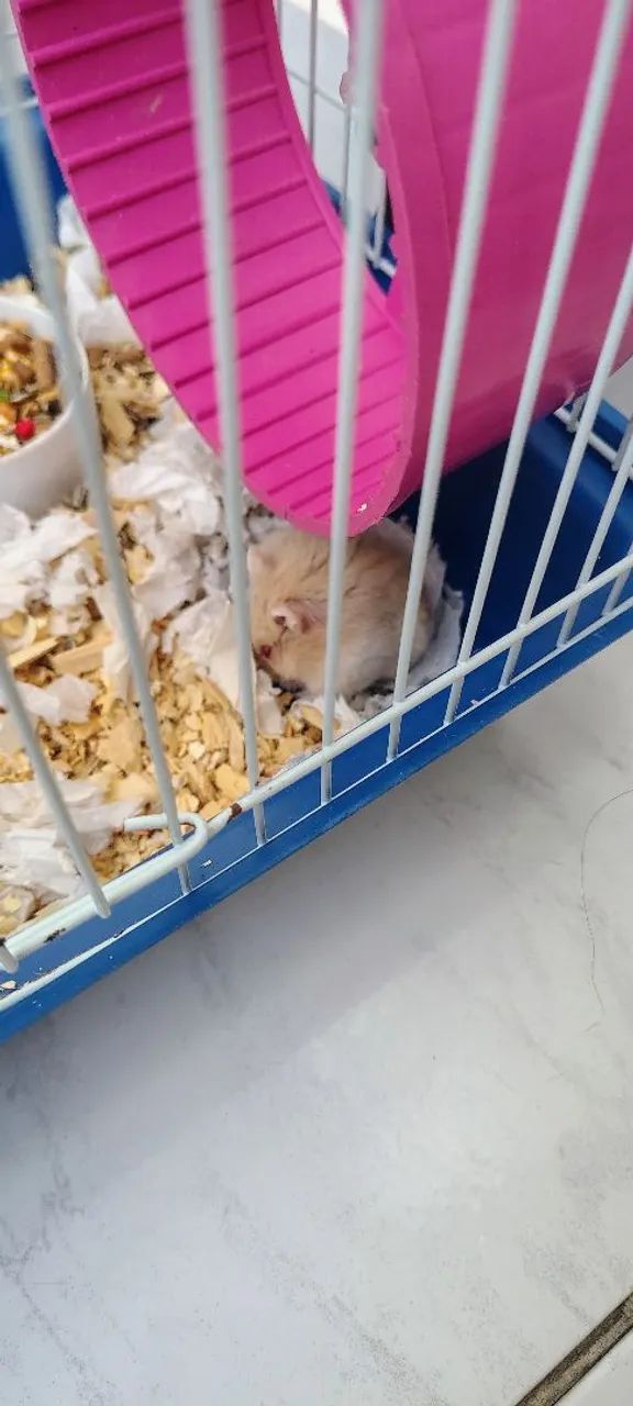 Filhote de hamster  - Foto 2