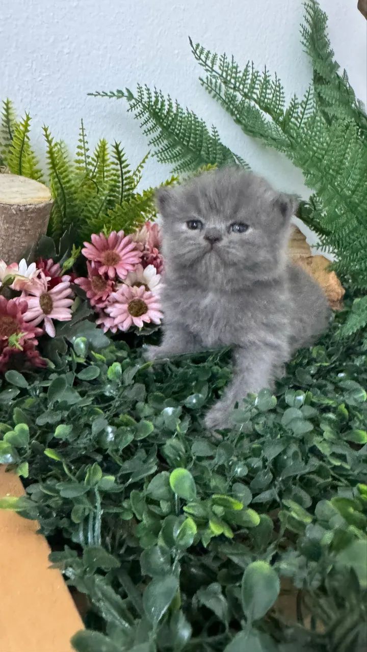 Gatos Persa - Foto 2