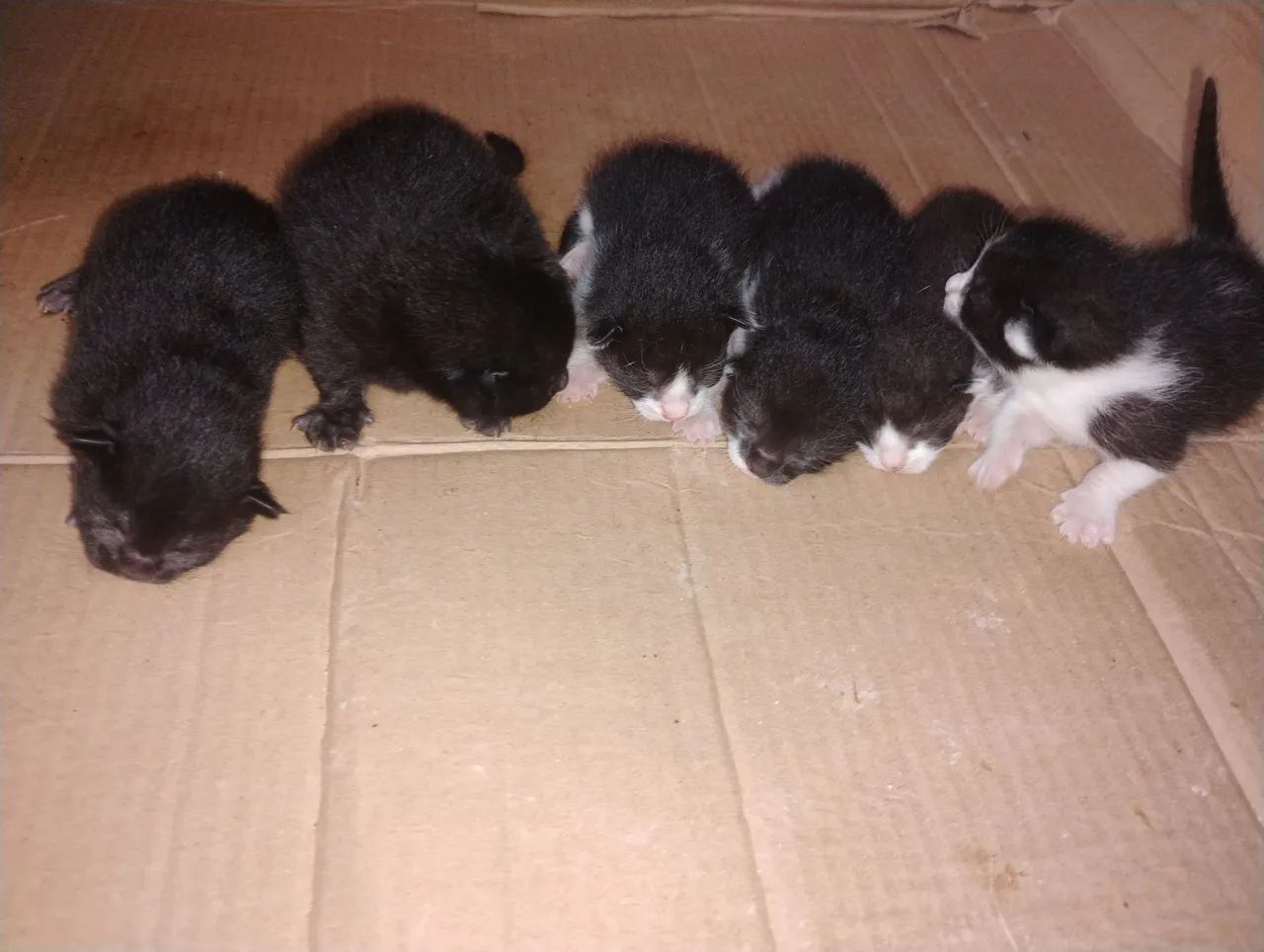 Gatos doacao - Foto 5